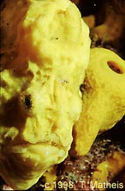 Yellow Longlure Frogfish, St. Vincent