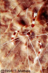 Banded Coral Shrimp, St. Vincent