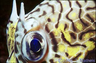 Cowfish Eye, St. Vincent