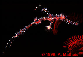 Ornate Ghost Pipefish. Tulamben,Bali,Indonesia