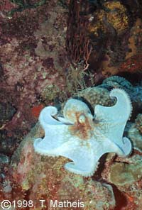 Frightened Octopus, St. Vincent